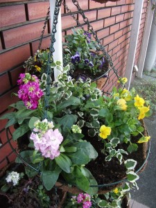 2015秋 HP用花アップ